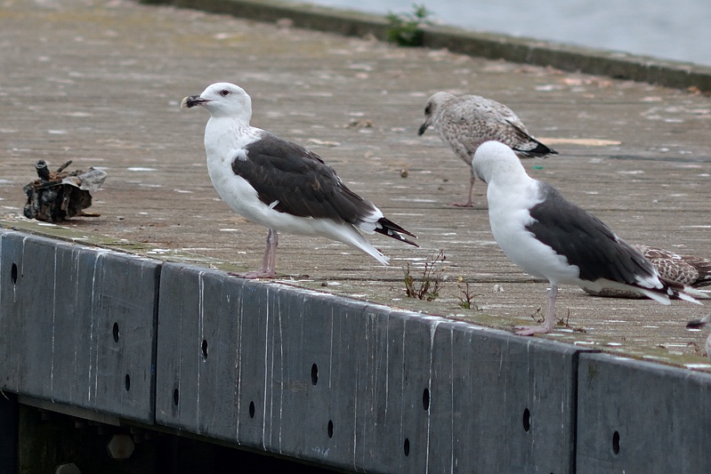 Grote Mantelmeeuw